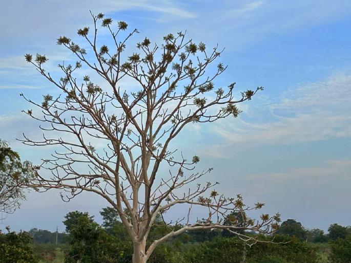 The 'ghost tree' in Ambabarwa sanctuary is attracting the attention of tourists; | अंबाबरवा अभयारण्यातील ‘भुताचे झाड’ वेधतेय पर्यटकांचे लक्ष; झाडाला हात लावल्यास पावडरसारखे कण हवेत उडतात The 'ghost tree' in Ambabarwa sanctuary is attracting the attention of tourists; | अंबाबरवा अभयारण्यातील ‘भुताचे झाड’ वेधतेय पर्यटकांचे लक्ष; झाडाला हात लावल्यास पावडरसारखे कण हवेत उडतात