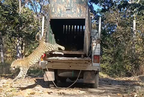 A leopard trapped in a cage in Borkhed was released in Ambabarwa Sanctuary | बोरखेडमध्ये पिंजऱ्यात अडकलेल्या बिबट्याला अंबाबरवा अभयारण्यात सोडले