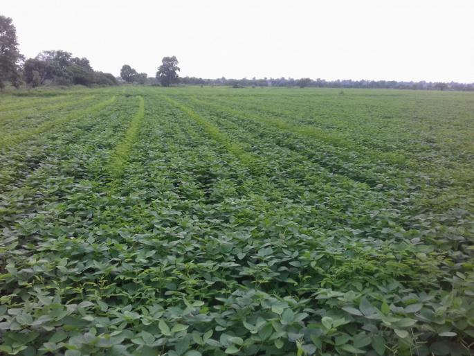 Showering rain in the Buldana district; Crops need strong rainfall | जिल्ह्यात रिमझिम; पिकांना दमदार पावसाची गरज Showering rain in the Buldana district; Crops need strong rainfall | जिल्ह्यात रिमझिम; पिकांना दमदार पावसाची गरज