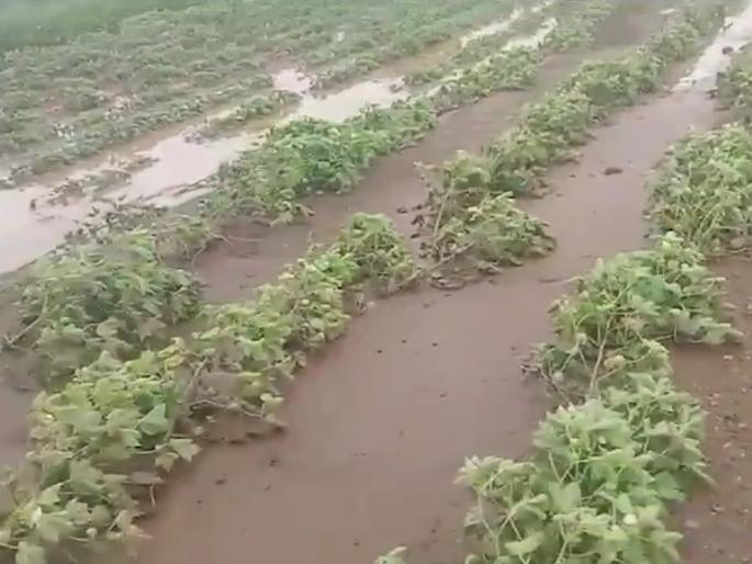 rain wreaks havoc in four villages in nandura buldhana | नांदुरा: चार गावांमध्ये ढगफुटीसदृश्य पावसाचा कहर; शेतांमध्ये तलाव, शेकडो एकर गेली खरडून rain wreaks havoc in four villages in nandura buldhana | नांदुरा: चार गावांमध्ये ढगफुटीसदृश्य पावसाचा कहर; शेतांमध्ये तलाव, शेकडो एकर गेली खरडून