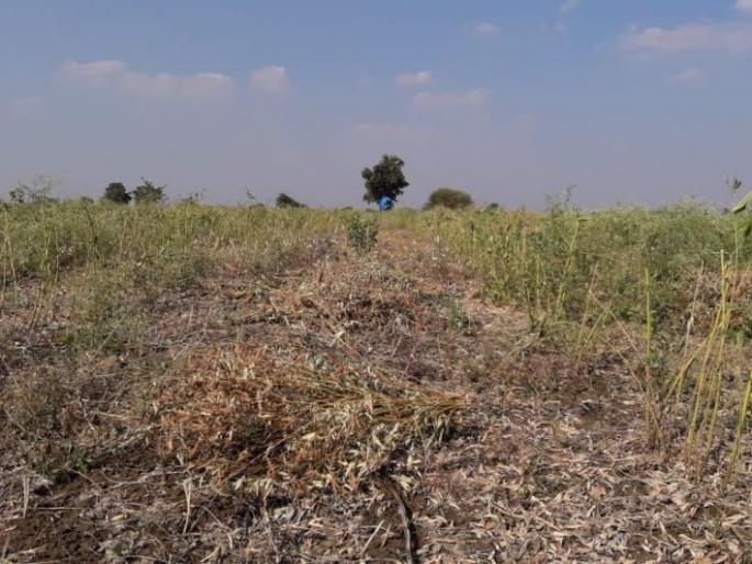 toor producer farmer in trouble in buldhana district | बुलडाणा जिल्ह्यातील तूर उत्पादकांवर दुष्काळाचे ढग toor producer farmer in trouble in buldhana district | बुलडाणा जिल्ह्यातील तूर उत्पादकांवर दुष्काळाचे ढग