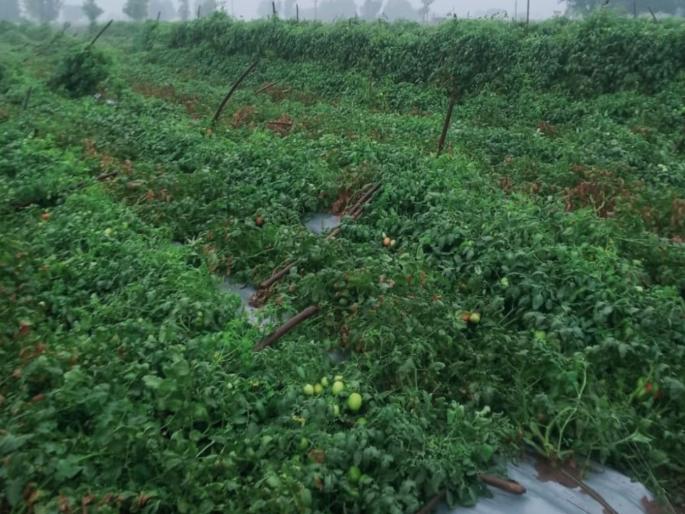 Damage to vegetables due to storm, rain | वादळ, पावसामुळे भाजीपाल्याचे नुकसान; टोमॅटोचा प्लॉट जमीनदोस्त Damage to vegetables due to storm, rain | वादळ, पावसामुळे भाजीपाल्याचे नुकसान; टोमॅटोचा प्लॉट जमीनदोस्त