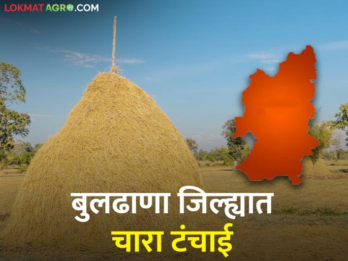 Fodder shortage in Buldhana district, directions for preventive sub-plot | बुलढाणा जिल्ह्यात चारा टंचाई, प्रतिबंधात्मक उपाययोजना करण्याचे निर्देश  Fodder shortage in Buldhana district, directions for preventive sub-plot | बुलढाणा जिल्ह्यात चारा टंचाई, प्रतिबंधात्मक उपाययोजना करण्याचे निर्देश