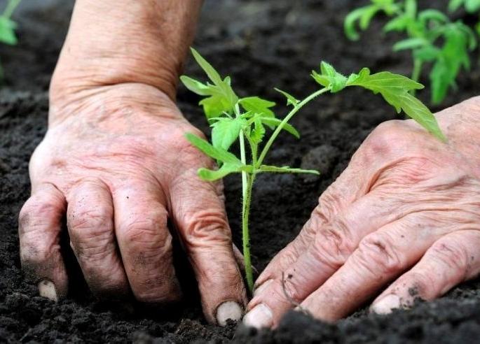 Buldhana district tops the tree plantation in West Vidarbha | वृक्षारोपणात पश्चिम विदर्भातून बुलडाणा जिल्हा ‘टॉपवर’ Buldhana district tops the tree plantation in West Vidarbha | वृक्षारोपणात पश्चिम विदर्भातून बुलडाणा जिल्हा ‘टॉपवर’