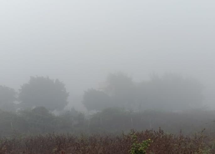 Fog may prove dangerous to Crops in Buldhana | पिकांवर आर्द्रतायुक्त धुक्याचे संकट!