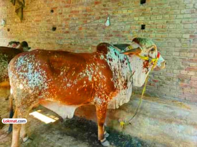 Want a stolen bull? Give me the birth certificate The owner was confused by the police's strange question | चोरीला गेलेला बैल हवाय? जन्माचा दाखला द्या! पोलिसांच्या अजब प्रश्नाने मालक गेला चक्रावून Want a stolen bull? Give me the birth certificate The owner was confused by the police's strange question | चोरीला गेलेला बैल हवाय? जन्माचा दाखला द्या! पोलिसांच्या अजब प्रश्नाने मालक गेला चक्रावून