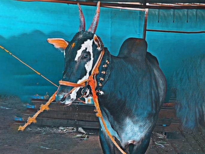 Lumpy stopped the journey of Arjun bull who was running fast in the race | भिर्रर्र... असा आवाज कानी पडताच सुसाट वेगाने धावणाऱ्या "अर्जुन"चा प्रवास लम्पिने थांबवला Lumpy stopped the journey of Arjun bull who was running fast in the race | भिर्रर्र... असा आवाज कानी पडताच सुसाट वेगाने धावणाऱ्या "अर्जुन"चा प्रवास लम्पिने थांबवला