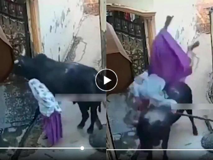 trending story viral angry bull attacks old lady with horns video goes viral social media | आली अंगावर, घेतलं शिंगावर! म्हातारीने काठीने मारलं, मग बैलाने थेट उडवूनच लावलं.. (Video) trending story viral angry bull attacks old lady with horns video goes viral social media | आली अंगावर, घेतलं शिंगावर! म्हातारीने काठीने मारलं, मग बैलाने थेट उडवूनच लावलं.. (Video)