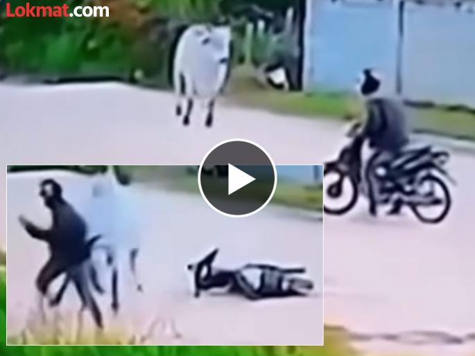 The bull picked up bike rider and threw him in the field watch video | VIDEO : वळूच्या समोर अचानक आला दुचाकीस्वार, त्यानंतर जे झालं ते बघून व्हाल अवाक्!