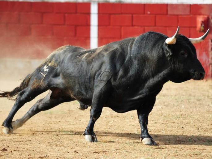 In Nagpur A oldage person killed attack by a bull! | नागपुरात बैलाच्या हल्ल्यात वृद्धाचा बळी !