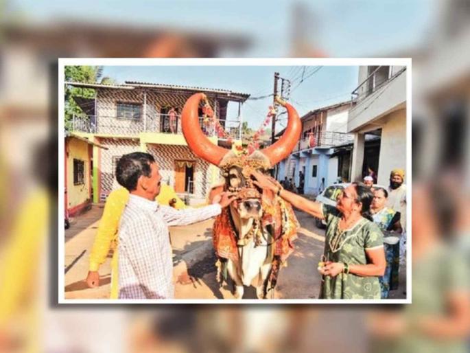 Wandering of 'Badal' for livelihood! Beed-Mumbai Wari of Nandibaila who worked in movies, serials | उदरनिर्वाहासाठी ‘बादल’ची भटकंती! चित्रपट, मालिकांत काम केलेल्या नंदीबैलाची बीड-मुंबई वारी Wandering of 'Badal' for livelihood! Beed-Mumbai Wari of Nandibaila who worked in movies, serials | उदरनिर्वाहासाठी ‘बादल’ची भटकंती! चित्रपट, मालिकांत काम केलेल्या नंदीबैलाची बीड-मुंबई वारी