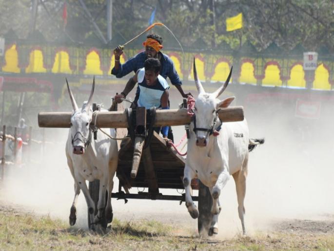 No participation in bullock cart race if Kana has no badge after June 1 District Collector orders | १ जूननंतर कानाला बिल्ला नसल्यास बैलगाडा शर्यतीत सहभाग नाही, जिल्हाधिकाऱ्यांचे आदेश No participation in bullock cart race if Kana has no badge after June 1 District Collector orders | १ जूननंतर कानाला बिल्ला नसल्यास बैलगाडा शर्यतीत सहभाग नाही, जिल्हाधिकाऱ्यांचे आदेश