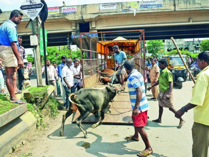 Team juggling while catching bull in Nagpur | नागपुरात सांड पकडताना पथकाची कसरत Team juggling while catching bull in Nagpur | नागपुरात सांड पकडताना पथकाची कसरत