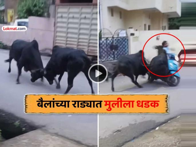 VIDEO A girl riding a scooty was hit hard in a fight between two bulls she fell on the road and then | VIDEO: दोन बैलांमध्ये भांडण, स्कूटीवाल्या मुलीला बसली जोरदार धडक, ती रस्त्यावर पडली अन् मग... VIDEO A girl riding a scooty was hit hard in a fight between two bulls she fell on the road and then | VIDEO: दोन बैलांमध्ये भांडण, स्कूटीवाल्या मुलीला बसली जोरदार धडक, ती रस्त्यावर पडली अन् मग...