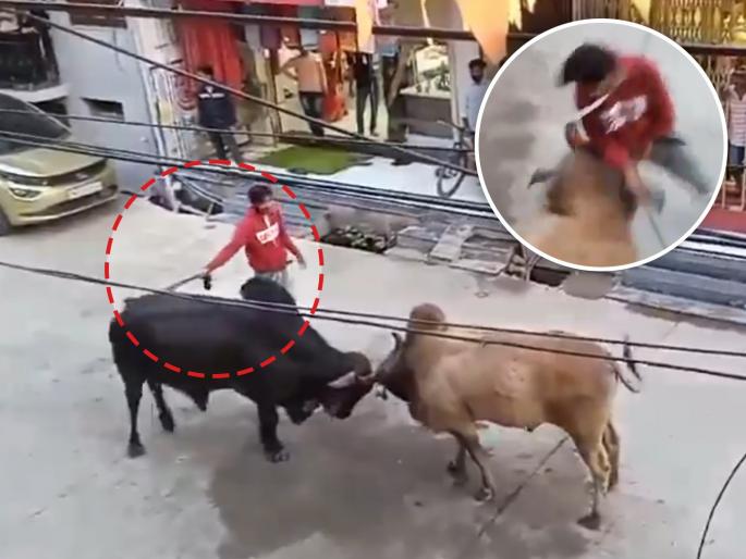 bull fight viral video on social media man gets hit people shocked watch | Video: खतरनाक... दौन बैल भांडत असताना 'तो' सोडवायला गेला अन् बसला जोरदार झटका bull fight viral video on social media man gets hit people shocked watch | Video: खतरनाक... दौन बैल भांडत असताना 'तो' सोडवायला गेला अन् बसला जोरदार झटका