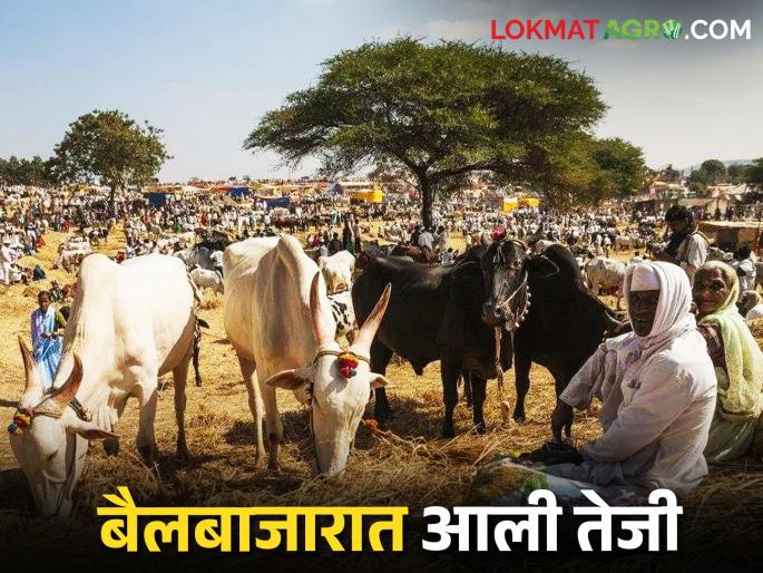 Bull market at Malkapur Pangra boomed; A large turnover of buying and selling | मलकापूर पांग्रा येथील बैलबाजारात आली तेजी; खरेदी-विक्रीची मोठी उलाढाल Bull market at Malkapur Pangra boomed; A large turnover of buying and selling | मलकापूर पांग्रा येथील बैलबाजारात आली तेजी; खरेदी-विक्रीची मोठी उलाढाल