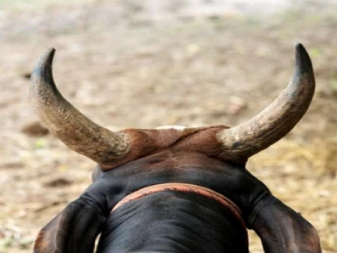 The laborer is on the verge of death after being hit by a bull's horn; Survived by reaching the village of Savart with a handful of stomach | मृत्युच्या दाढेत उसतोड मजूर; बैलाने शिंग मारल्यानंतर पोटातील कोथळा हाताने सावरत गाठले गाव The laborer is on the verge of death after being hit by a bull's horn; Survived by reaching the village of Savart with a handful of stomach | मृत्युच्या दाढेत उसतोड मजूर; बैलाने शिंग मारल्यानंतर पोटातील कोथळा हाताने सावरत गाठले गाव