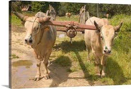 bhadagaava-taalaukayaataila-vaadae-yaethae-baailajaodaicaa-ajaaraanae-martayauu | भडगाव तालुक्यातील वाडे येथे बैलजोडीचा आजाराने मृत्यू bhadagaava-taalaukayaataila-vaadae-yaethae-baailajaodaicaa-ajaaraanae-martayauu | भडगाव तालुक्यातील वाडे येथे बैलजोडीचा आजाराने मृत्यू