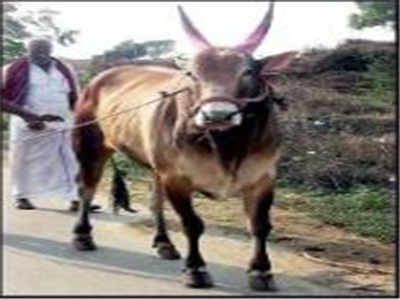 In Muktainagar taluka, Kadaba kadadla | मुक्ताईनगर तालुक्यात कडबा कडाडला In Muktainagar taluka, Kadaba kadadla | मुक्ताईनगर तालुक्यात कडबा कडाडला