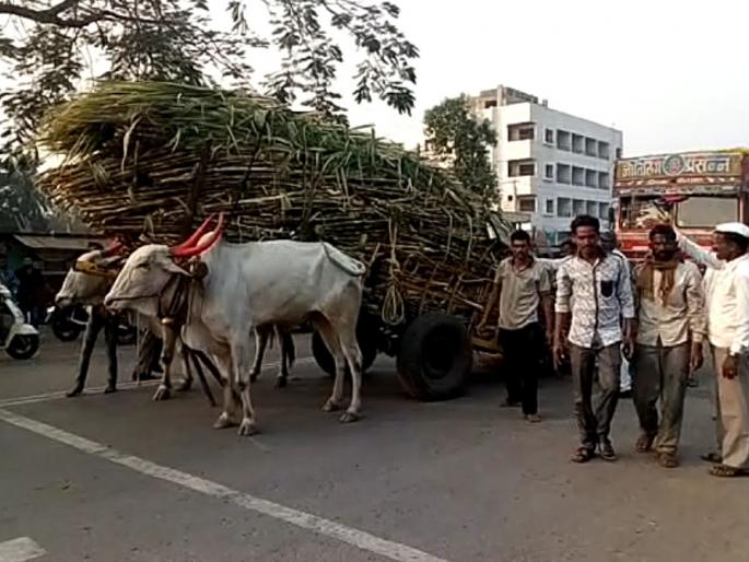 Types of Sangli: 20 minutes of traffic congestion, | सांगलीतील प्रकार : ऊस वाहतूक करणाऱ्या बैलाला मरणयातना, कसरतीनंतर वीस मिनिटे वाहतुकीची कोंडी