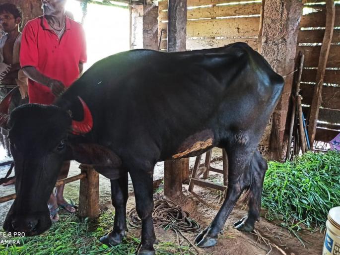 Life of a pregnant buffalo by removing 45-50 kg of plastic from the stomach | पोटातील ४५-५० किलो प्लास्टिक बाहेर काढून गर्भवती म्हैशीला जीवदान Life of a pregnant buffalo by removing 45-50 kg of plastic from the stomach | पोटातील ४५-५० किलो प्लास्टिक बाहेर काढून गर्भवती म्हैशीला जीवदान