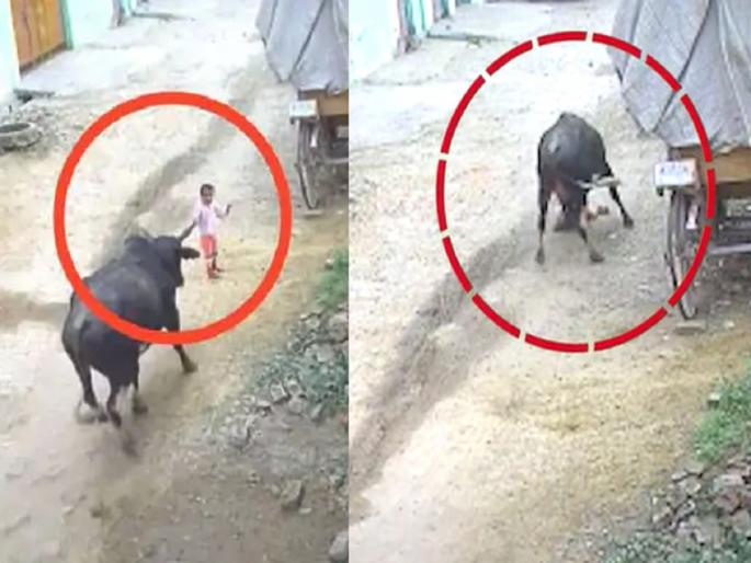 UP Aligarh bull attack on toddler video footage; children injured | Video: चार वर्षीय चिमुकल्यावर बैलाचा हल्ला; आधी शिंगाने उडवलं मग तुडवलं आणि नंतर अंगावर बसला UP Aligarh bull attack on toddler video footage; children injured | Video: चार वर्षीय चिमुकल्यावर बैलाचा हल्ला; आधी शिंगाने उडवलं मग तुडवलं आणि नंतर अंगावर बसला