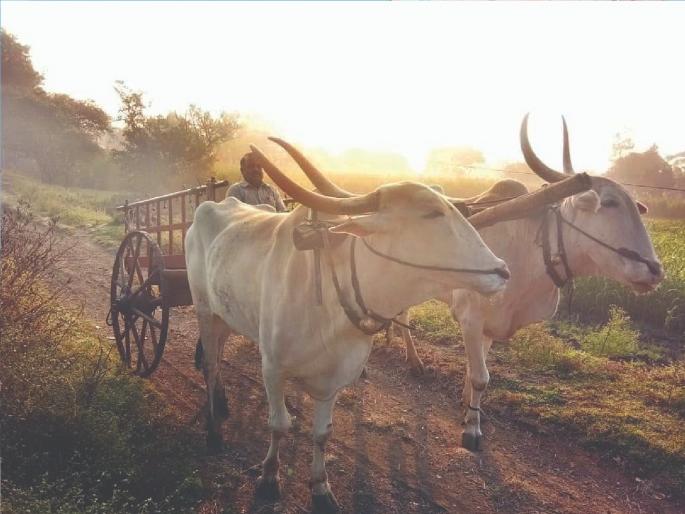 The farmer became modern, The bullock cart was replaced by a tractor | ग्रामीण संस्कृतीचा बाज असणारी बैलगाडी अडगळीत.., बैलं राहिली शर्यतीपुरतीच The farmer became modern, The bullock cart was replaced by a tractor | ग्रामीण संस्कृतीचा बाज असणारी बैलगाडी अडगळीत.., बैलं राहिली शर्यतीपुरतीच