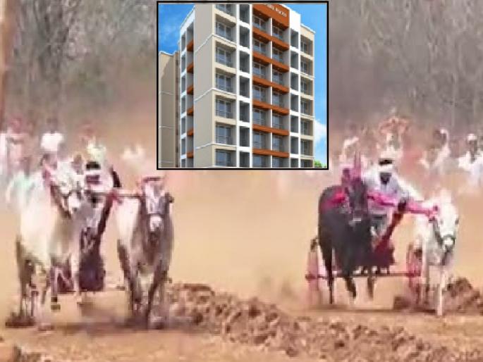 Winner of bullock cart race in Sangli will get 1BHK plat; Biggest prize in Maharashtra | सांगलीत बैलगाडी शर्यतीचा धुरळा उडणार, विजेत्याला 'वनबीएचके प्लॅट मिळणार; महाराष्ट्रातील सर्वांत मोठे बक्षीस Winner of bullock cart race in Sangli will get 1BHK plat; Biggest prize in Maharashtra | सांगलीत बैलगाडी शर्यतीचा धुरळा उडणार, विजेत्याला 'वनबीएचके प्लॅट मिळणार; महाराष्ट्रातील सर्वांत मोठे बक्षीस