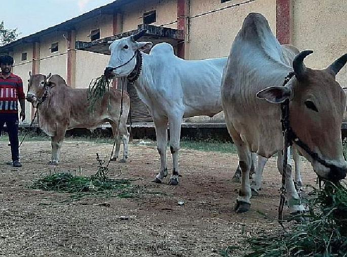 after six years gap the bullock cart race will begin | बैलगाड्यांच्या शर्यतीचा थरथराट; तब्बल सहा वर्षांनंतर उडणार धुरळा after six years gap the bullock cart race will begin | बैलगाड्यांच्या शर्यतीचा थरथराट; तब्बल सहा वर्षांनंतर उडणार धुरळा