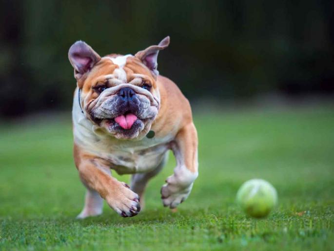 Article: Want to keep a Pitbull or Bulldog at home? Understand the government's recommendation first | लेख: पिटबुल किंवा बुलडॉग घरी पाळावा म्हणताय? सरकारची शिफारस आधी समजून घ्या Article: Want to keep a Pitbull or Bulldog at home? Understand the government's recommendation first | लेख: पिटबुल किंवा बुलडॉग घरी पाळावा म्हणताय? सरकारची शिफारस आधी समजून घ्या