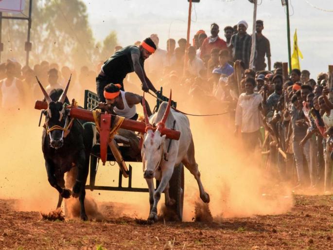 Death of a farmer who had gone to watch the bullock cart race during the yatra, an incident in Pune district | Pune: यात्रेत बैलगाडा शर्यत पाहण्यासाठी गेलेल्या शेतकऱ्याचा मृत्यू, पुणे जिल्ह्यातील घटना