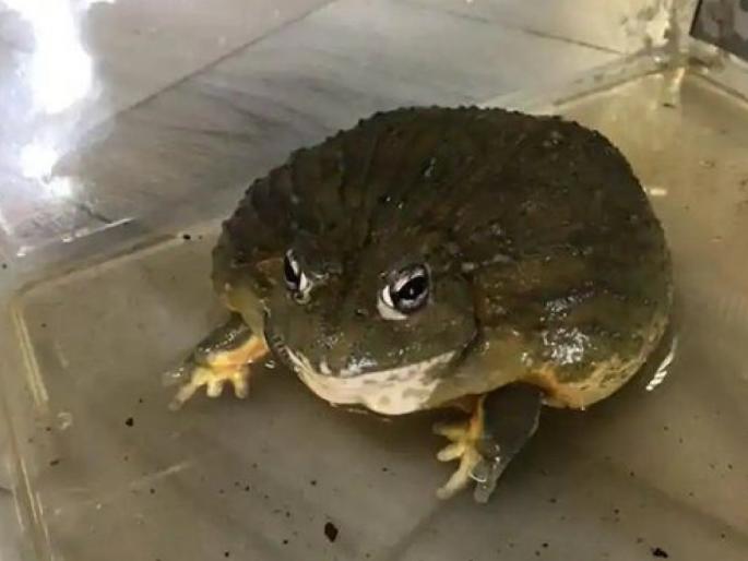 Rescuers called to help this stray. It left even them surprised. See pic | घरात आलेल्या पाहूण्यानं सर्वांची उडवली झोप; घ्यावी लागली रेस्क्यू टीमची मदत Rescuers called to help this stray. It left even them surprised. See pic | घरात आलेल्या पाहूण्यानं सर्वांची उडवली झोप; घ्यावी लागली रेस्क्यू टीमची मदत