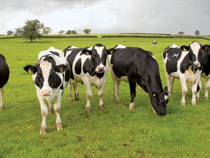 There will be legal beef sales in Goa today | गोव्यात कायदेशीर बीफ विक्री मंगळवारपासून होणार सुरू There will be legal beef sales in Goa today | गोव्यात कायदेशीर बीफ विक्री मंगळवारपासून होणार सुरू