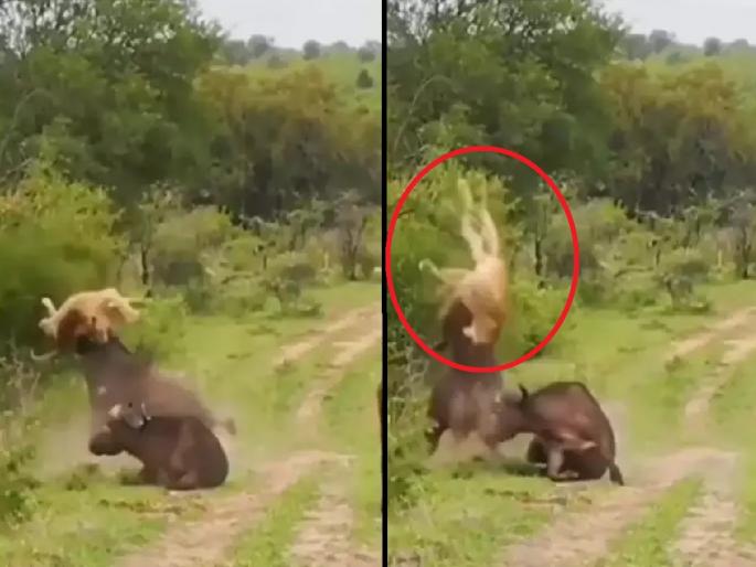 Bull attack on lion to save another bull, video will shock uou | साथीदाराला वाचवण्यासाठी थेट सिंहाशी भिडली; एका झटक्यात हवेत उडवलं, पहा Video Bull attack on lion to save another bull, video will shock uou | साथीदाराला वाचवण्यासाठी थेट सिंहाशी भिडली; एका झटक्यात हवेत उडवलं, पहा Video