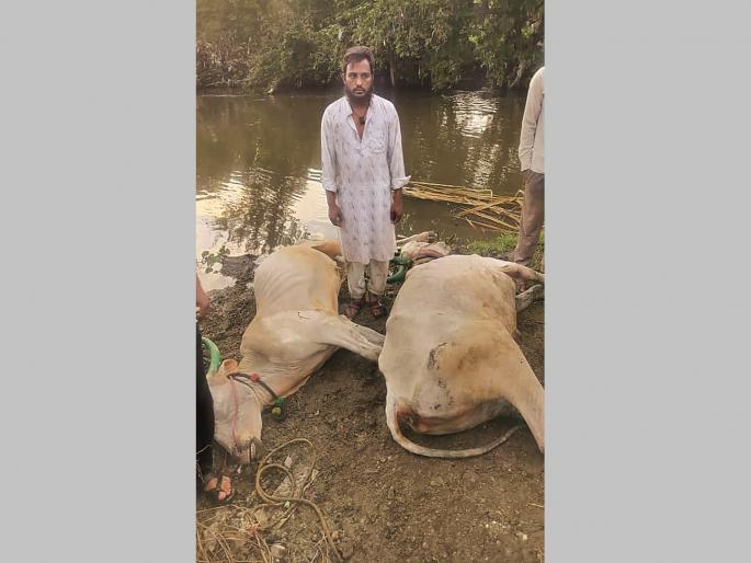 Bullock cart overturns in Kham river, oxen pair dies, farmer injured on Diwali | खाम नदीच्या प्रवाहात बैलगाडी उलटली; ऐन हंगामात बैलजोडीचा मृत्यू, शेतकरी जखमी Bullock cart overturns in Kham river, oxen pair dies, farmer injured on Diwali | खाम नदीच्या प्रवाहात बैलगाडी उलटली; ऐन हंगामात बैलजोडीचा मृत्यू, शेतकरी जखमी