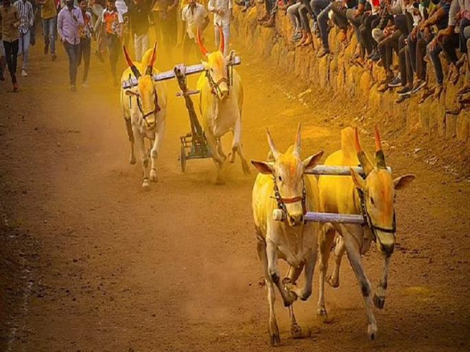 permission bullock cart racing local level provincial authorities right to allow | Bullock Cart Race| आता स्थानिक पातळीवरच बैलगाडा शर्यतीला मिळणार परवानगी permission bullock cart racing local level provincial authorities right to allow | Bullock Cart Race| आता स्थानिक पातळीवरच बैलगाडा शर्यतीला मिळणार परवानगी