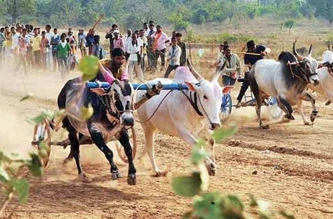 Allow bullock cart racing in the culture of the state: Public interest litigation in the High Court | राज्याची संस्कृती असलेल्या बैलगाडी शर्यतींना परवानगी द्या : हायकोर्टात जनहित याचिका