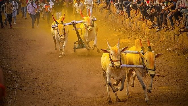 bullock cart race supreme court orders local impact and consequences | ‘ह्ये सर्जाऽऽ, फाकड्याऽऽ, ह्यॅक ह्यॅक, हुर्रऽऽ’