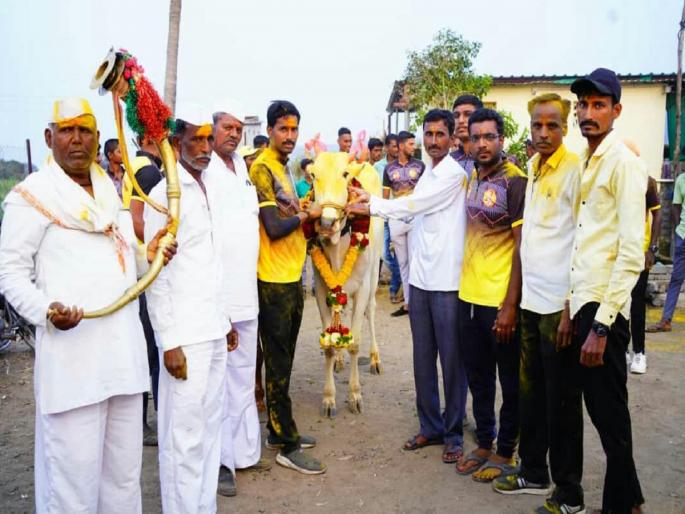 Bullock Cart Race Lakshya bull of 30 lakhs record price for a running bull in a bullock cart race | Bullock Cart Race | तीस लाखांचा 'लक्ष्या', बैलगाडा शर्यतीत धावणाऱ्या बैलाला विक्रमी किंंमत Bullock Cart Race Lakshya bull of 30 lakhs record price for a running bull in a bullock cart race | Bullock Cart Race | तीस लाखांचा 'लक्ष्या', बैलगाडा शर्यतीत धावणाऱ्या बैलाला विक्रमी किंंमत
