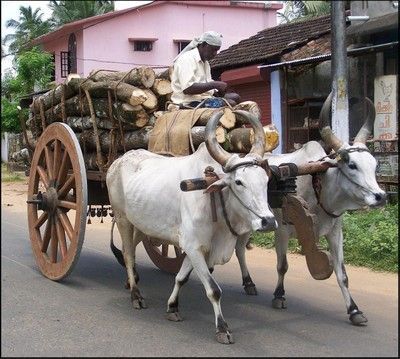 27 lakh for farmers to animals | शेतकऱ्यांच्या जखमा भरण्यासाठी २७ लाखांचे मलम! 27 lakh for farmers to animals | शेतकऱ्यांच्या जखमा भरण्यासाठी २७ लाखांचे मलम!