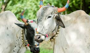 28 bulls with 2 tempo seized | २८ बैलांसह २ टेम्पो पोलिसांच्या ताब्यात 28 bulls with 2 tempo seized | २८ बैलांसह २ टेम्पो पोलिसांच्या ताब्यात