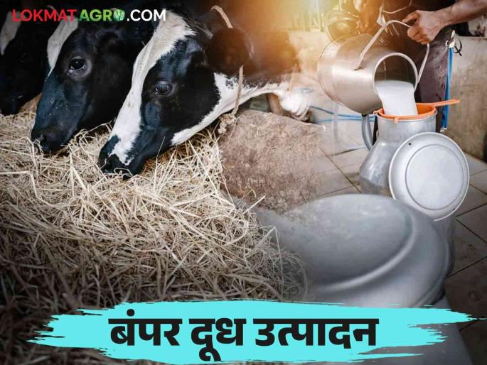 There is a big increase in milk production in this district in the state Collection of 15 lakh liters of milk per day | राज्यात या जिल्ह्यात दूध उत्पादनात मोठी वाढ; दररोज १५ लाख लिटर दूध संकलन There is a big increase in milk production in this district in the state Collection of 15 lakh liters of milk per day | राज्यात या जिल्ह्यात दूध उत्पादनात मोठी वाढ; दररोज १५ लाख लिटर दूध संकलन