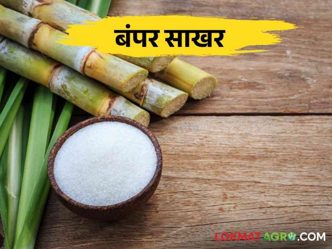 There will be 75 lakh tones of sugar left for the new season in the country | देशात नव्या हंगामासाठी ७५ लाख टन साखर शिल्लक राहणार There will be 75 lakh tones of sugar left for the new season in the country | देशात नव्या हंगामासाठी ७५ लाख टन साखर शिल्लक राहणार