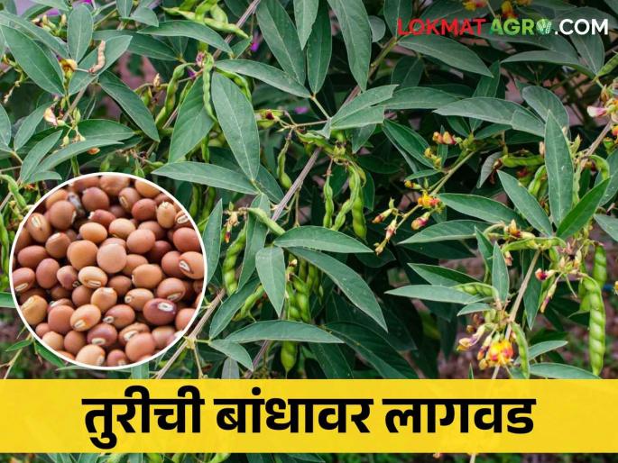 Cultivate tur pigeon pea on farm bund and get additional income | Tur Lagwad बांधावर करा या कडधान्याची लागवड आणि कमवा अधिकचा नफा Cultivate tur pigeon pea on farm bund and get additional income | Tur Lagwad बांधावर करा या कडधान्याची लागवड आणि कमवा अधिकचा नफा