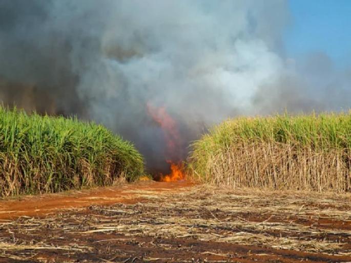 Farmers in Pune district are burning their own sugarcane? What is the real reason? | पुणे जिल्ह्यात शेतकरी स्वतःच जाळतायत शेतातील ऊस? नेमकं कारण काय