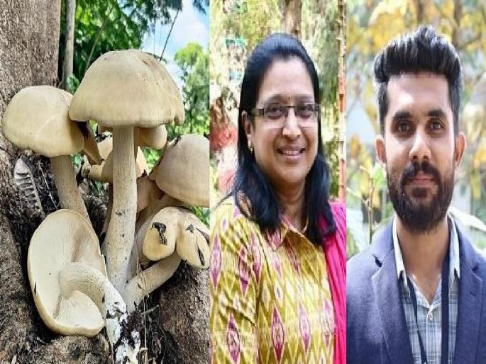 Five species of fungi recorded for the first time, a success for researchers in Kolhapur | बुरशींच्या पाच प्रजातींची जिल्ह्यात प्रथमच नोंद, कोल्हापुरातील संशोधकांचे यश