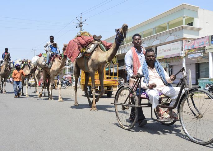 A seven-camel conveyance from the wheel chair! | व्हील चेअरवरुन ‘तो’ हाकतो तब्बल सात उंटांचा काफिला ! A seven-camel conveyance from the wheel chair! | व्हील चेअरवरुन ‘तो’ हाकतो तब्बल सात उंटांचा काफिला !