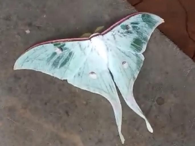 Luna Moth moth found in Dajipur sanctuary Kolhapur, lives for only seven to ten days | Kolhapur: दाजीपूर अभयारण्यात आढळला 'ल्युना मॉथ' पतंग, सात ते दहा दिवसच आयुष्य Luna Moth moth found in Dajipur sanctuary Kolhapur, lives for only seven to ten days | Kolhapur: दाजीपूर अभयारण्यात आढळला 'ल्युना मॉथ' पतंग, सात ते दहा दिवसच आयुष्य
