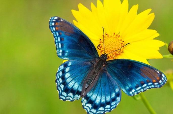 Marathi Names to butterflies in Akola | अकोल्यात फुलपाखरांचे मराठी बारसे