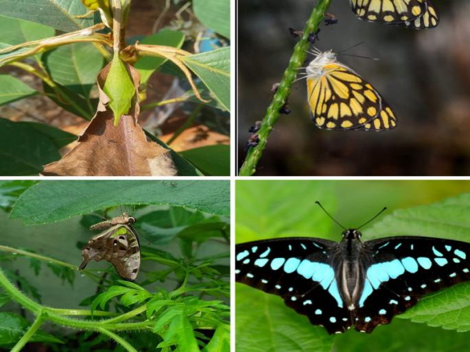 Max of a researcher in Pune Experienced the birth of 600 butterflies on the terrace | पुण्यातील संशोधकाची कमाल; गच्चीवर अनुभवला ६०० फुलपाखरांचा जन्म Max of a researcher in Pune Experienced the birth of 600 butterflies on the terrace | पुण्यातील संशोधकाची कमाल; गच्चीवर अनुभवला ६०० फुलपाखरांचा जन्म